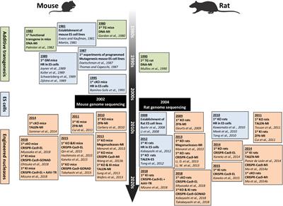 Advances in Genome Editing and Application to the Generation of Genetically Modified Rat Models